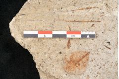 Foto (Detailansicht) von Pinus hepios Unger (NHMW-GEO-2024-0188-6374)